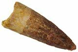 Fossil Spinosaurus Tooth - Real Dinosaur Tooth #331312-1